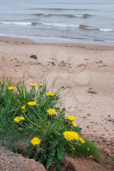Royalty Free Photo of Dandelions on a Patch of Grass Near the Beach