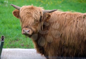 Royalty Free Photo of a Scottish Highland Steer