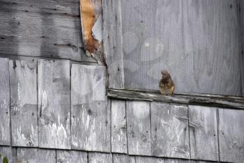 Royalty Free Photo of a Squirrel on the Ledge of a Weathered Building