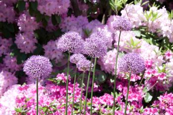 Royalty Free Photo of Flowers from the Halifax Public Gardens