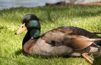 Royalty Free Photo of a Mallard Duck on the Grass