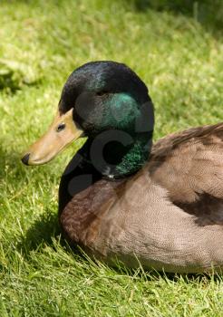 Royalty Free Photo of a Mallard Duck
