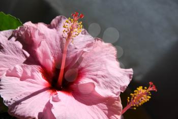 Royalty Free Photo of a Hibiscus