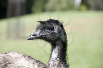 Royalty Free Photo of an Emu