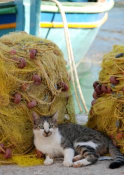 Royalty Free Photo of a Cat Curled Up Beside Fishing Nets