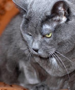 Royalty Free Photo of a Grey Cat With Green Eyes