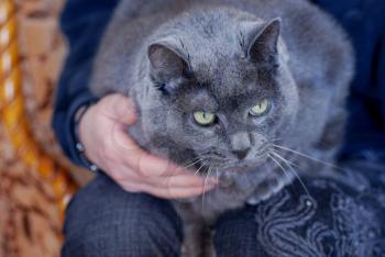 Royalty Free Photo of a Grey Cat on a Lap