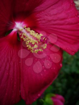 Royalty Free Photo of a Hibiscus