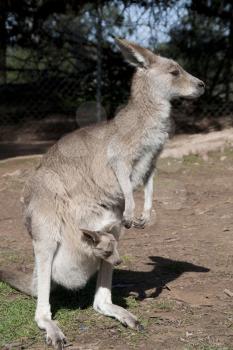 Royalty Free Photo of a Kangaroo With a Joey