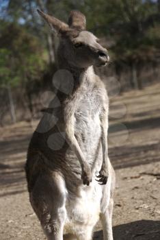 Royalty Free Photo of a Kangaroo
