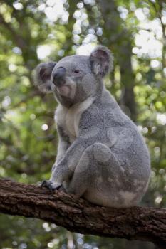 Royalty Free Photo of a Koala In a Tree