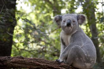 Royalty Free Photo of a Koala in a Tree