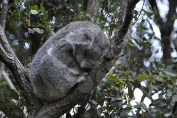 Royalty Free Photo of Koalas Sleeping in a Tree