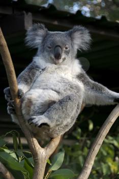 Royalty Free Photo of a Koala in Tree