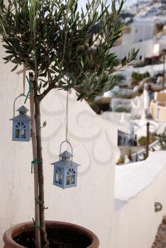 Royalty Free Photo of Little Lanterns in an Olive Tree