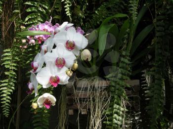 Royalty Free Photo of Orchids in a Garden