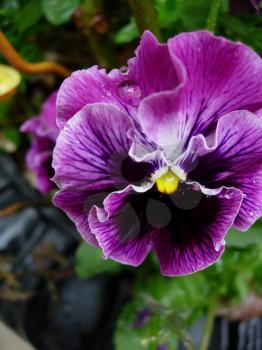 Royalty Free Photo of a Pansy