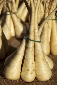 Royalty Free Photo of Parsnips