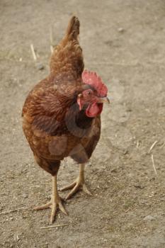 Royalty Free Photo of a Red Rooster