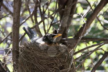 Royalty Free Photo of a Mother Robin on the Nest
