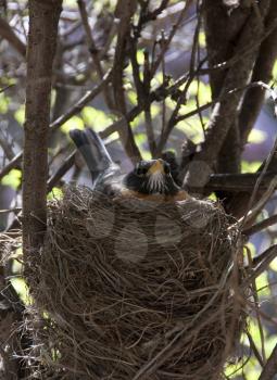Royalty Free Photo of a Robin's Nest