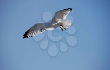 Royalty Free Photo of a Flying Seagull