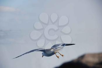 Royalty Free Photo of a Seagull