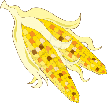 Royalty Free Clipart Image of Indian Corn