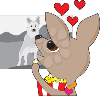 Eating from a box of popcorn, a chihuahua's heart throbs while she enjoys an old time black and white movie starring a famous celebrity dog. 