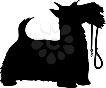 A black silhouette profile of a Scottie dog with it’s leash held in it’s mouth, tail up and eager to go for a walk.