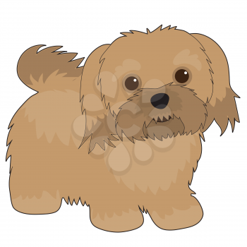 A cartoon illustration of a Havanese dog
