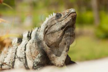 Royalty Free Photo of a Closeup of an Iguana
