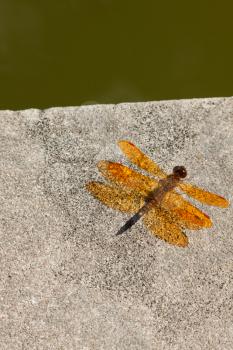 Royalty Free Photo of a Dragonfly