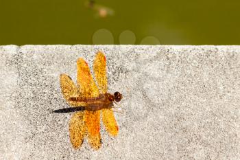 Royalty Free Photo of a Dragonfly