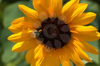 Royalty Free Photo of a Closeup of a Flower and Bee