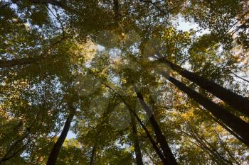 Royalty Free Photo of Trees Looking Up From Below