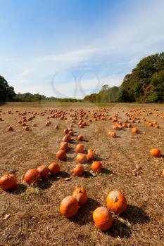Royalty Free Photo of a Pumpkin Patch
