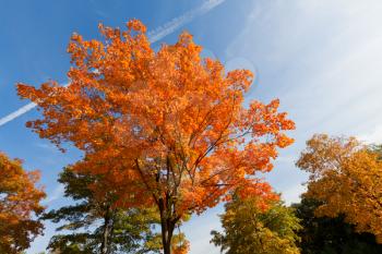 Royalty Free Photo of Autumn Trees
