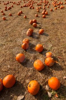 Royalty Free Photo of Pumpkins in a Field
