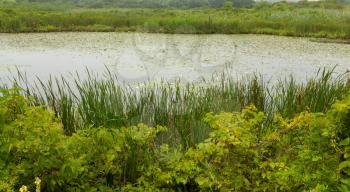 Royalty Free Photo of a Pond in the Marshes