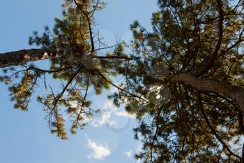 Royalty Free Photo of Trees From Below