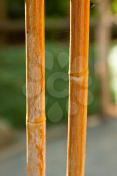 Royalty Free Photo of a Bamboo Fence