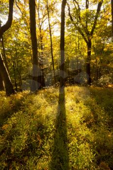 Royalty Free Photo of a Forest in Fall