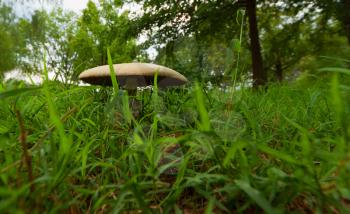 Royalty Free Photo of a Mushroom in Grass