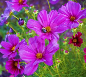 Beautiful purple flowers with a bee collecting nectar.