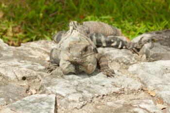 Iguana posing for photograph in Mexico.