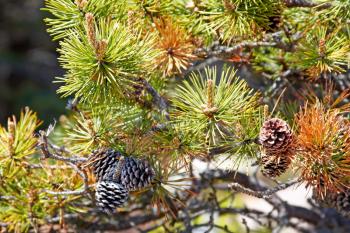 Close-up view of pine tree needles and cones.