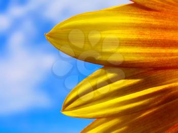 Sunflower petals against the deep blue sky.
