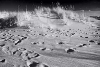 Human footprint on the deserted beach, in B&W.