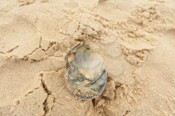 Clam shell on the beach on a hot summer day